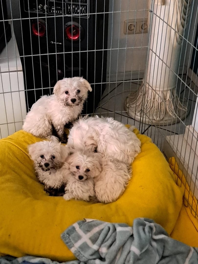 Rettungsgeschichte 8