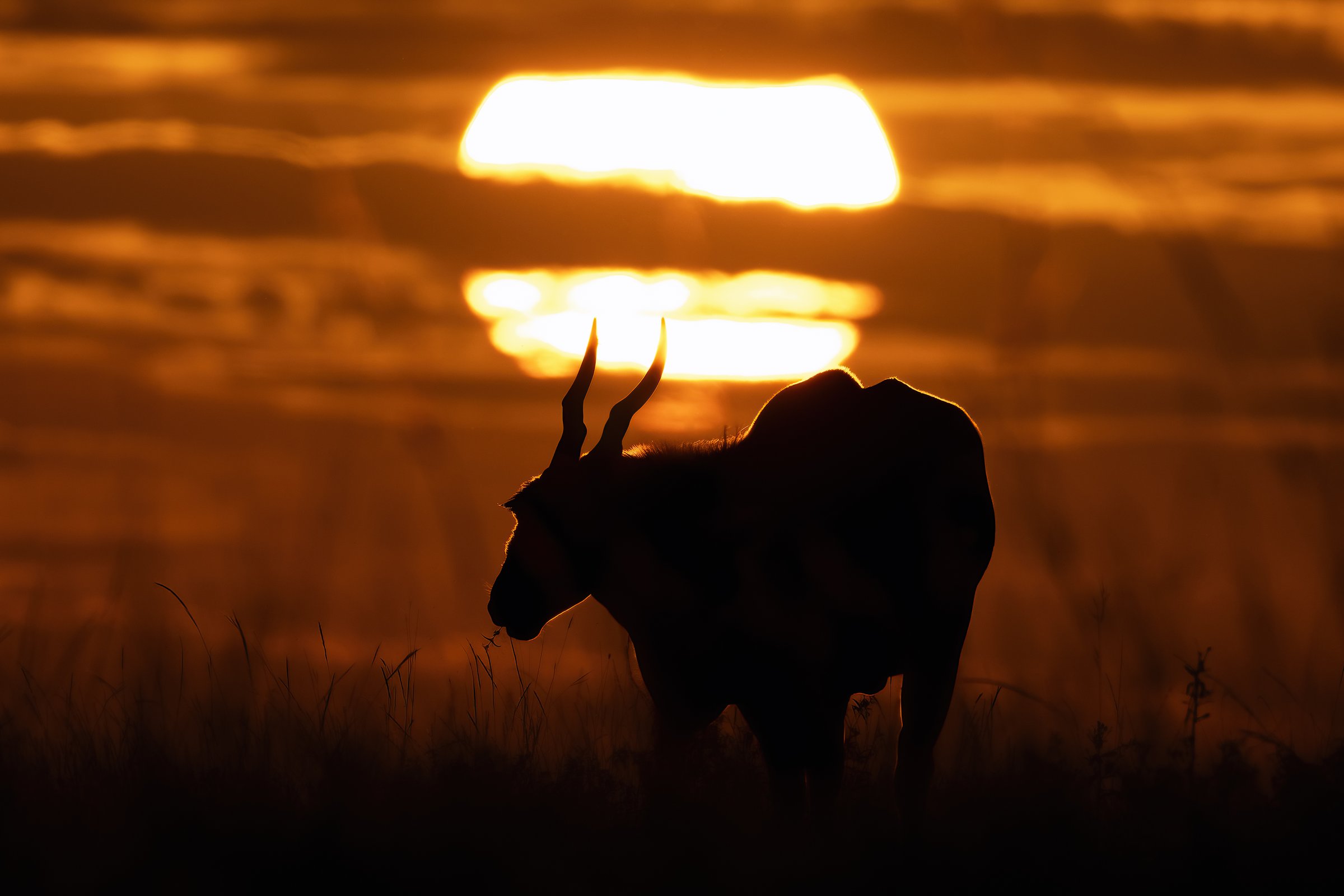 A kudu is walking in front of sun during sunset in Masai Mara National Park, Kenya. Very red beautiful sunset colors.