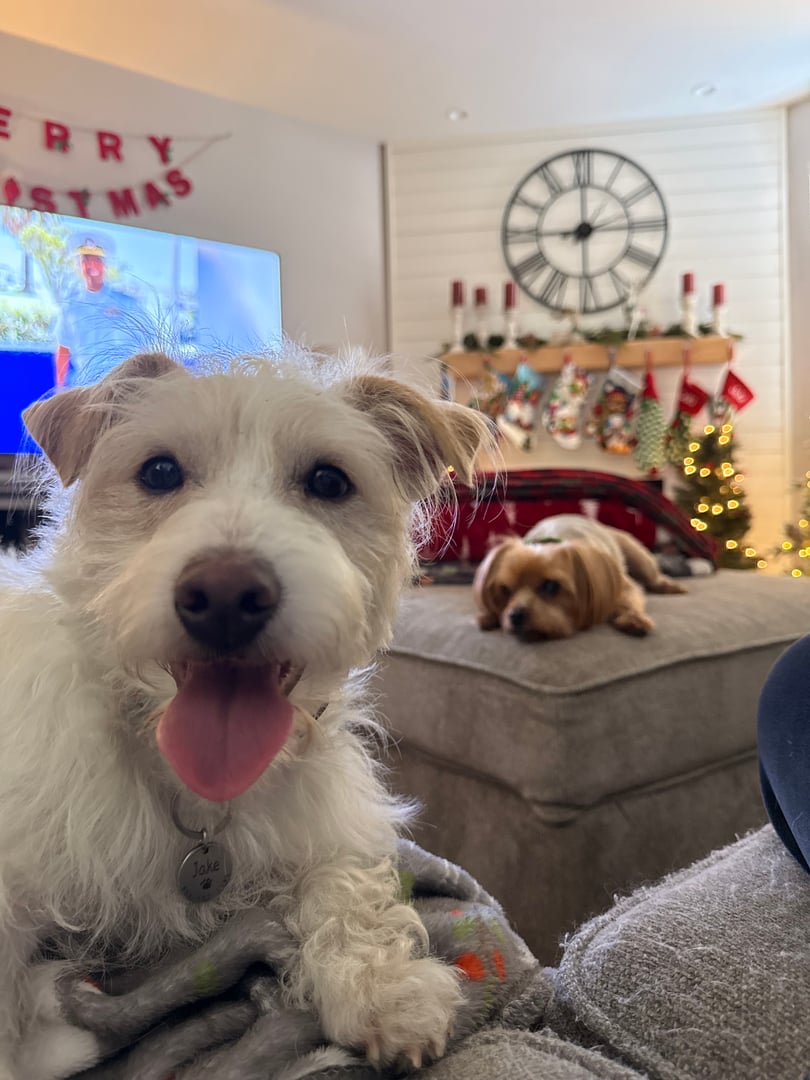 Happy pet with caring owner