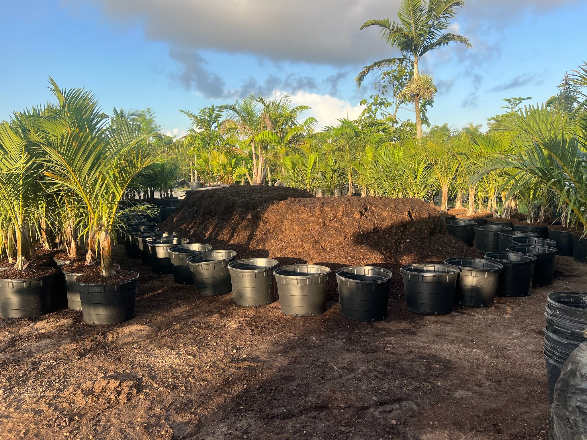 Transporting tropical plants