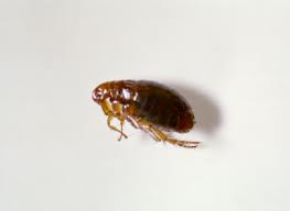 Flea identification guide
