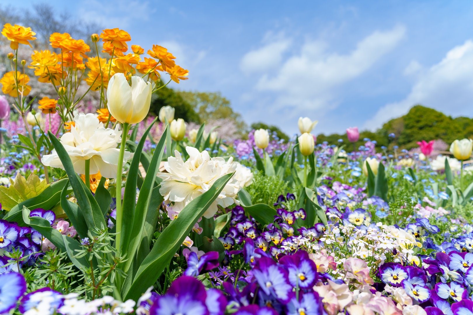 Beautiful flower garden scenery