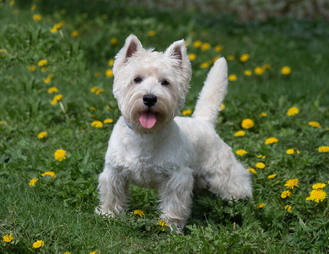 Animals - dogs