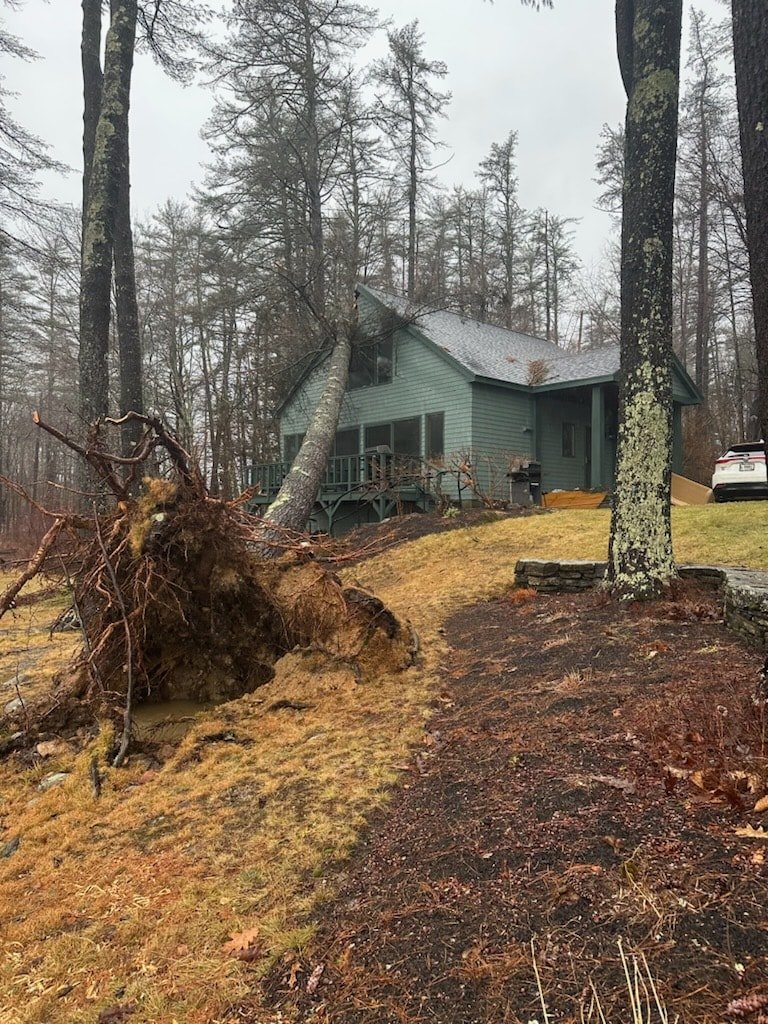 Before tree care service