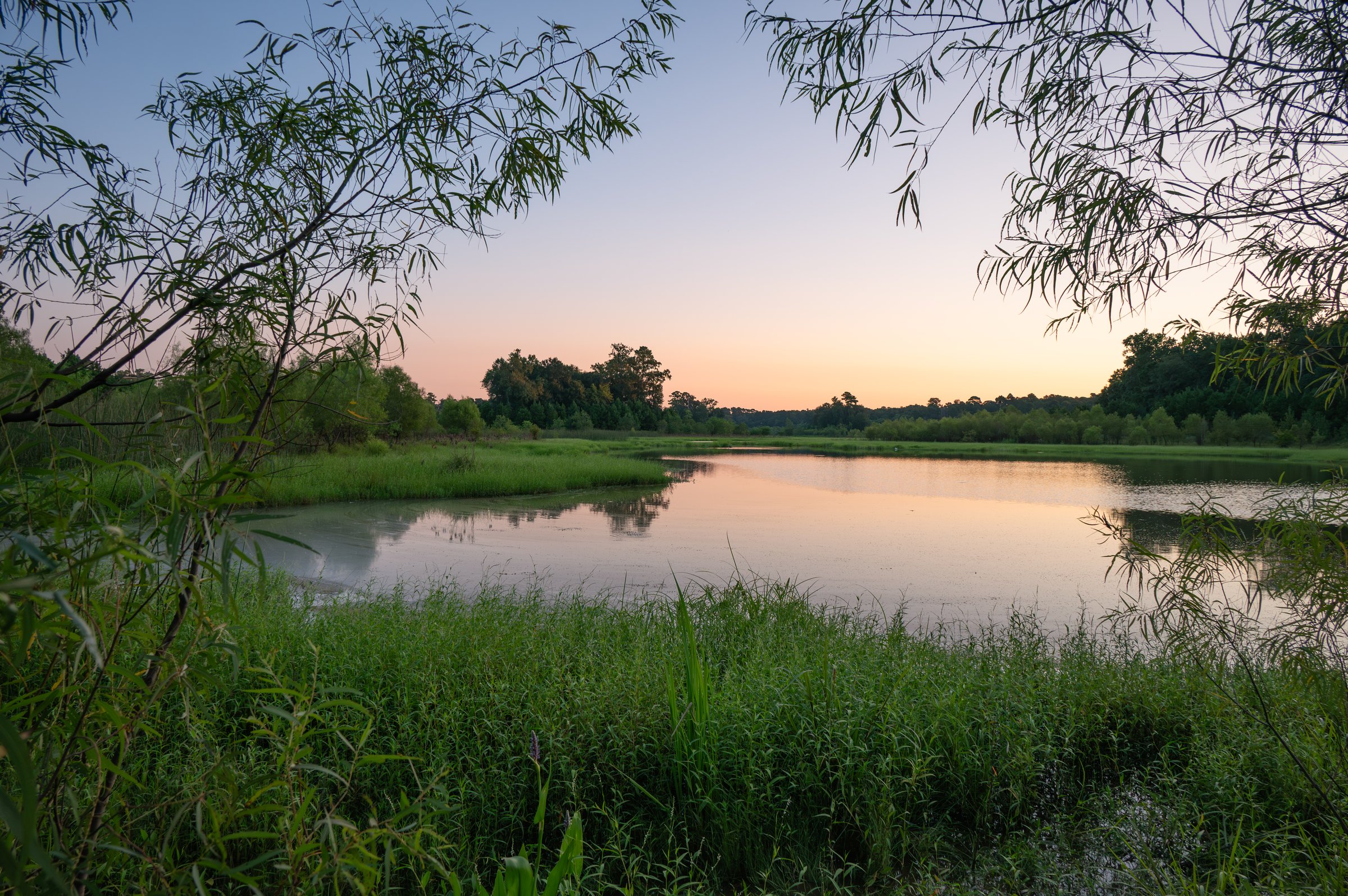 A morning view across a large pond bordered by grasses and forest.