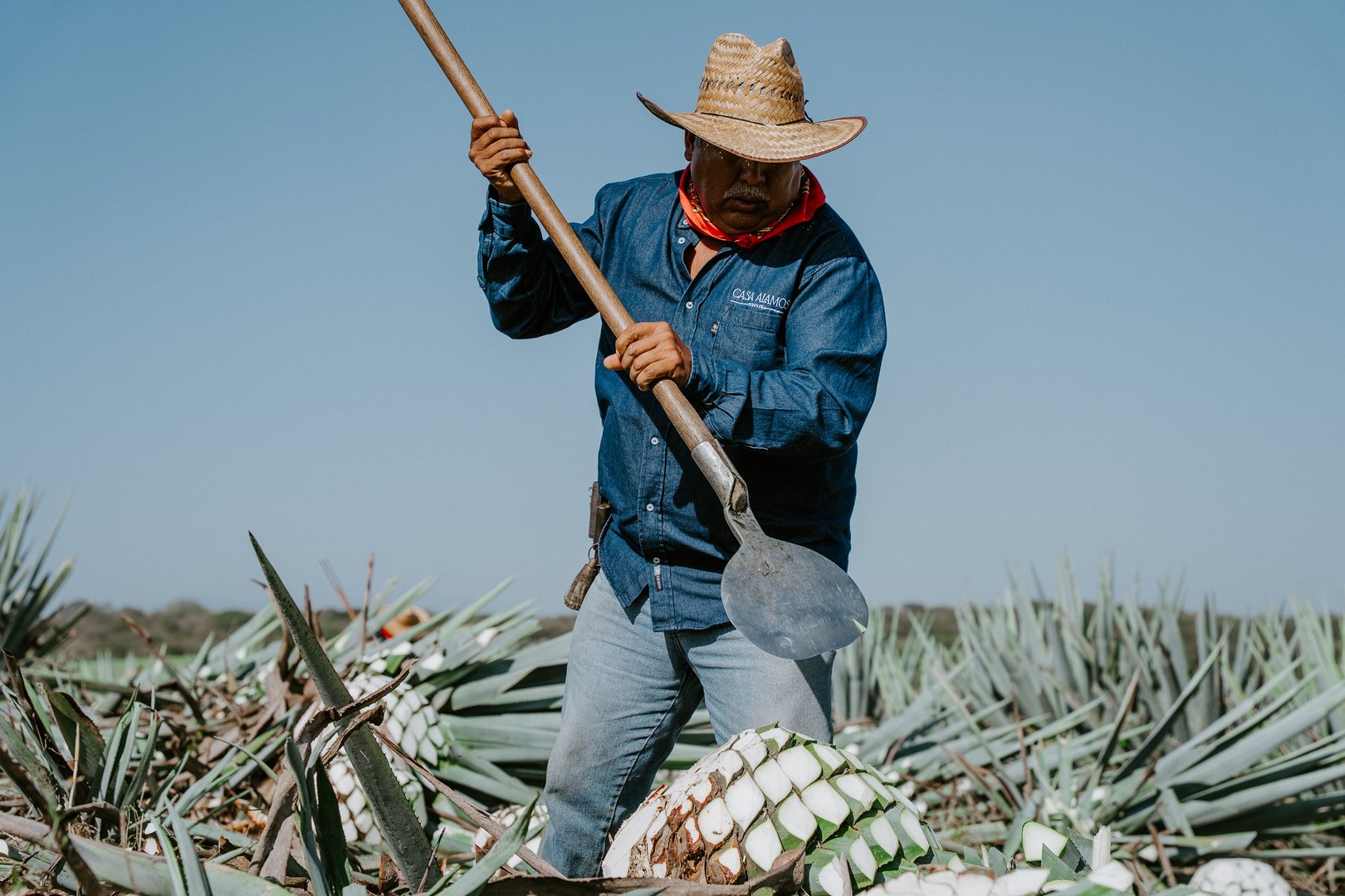 Jimador trabajando en el campo de agave