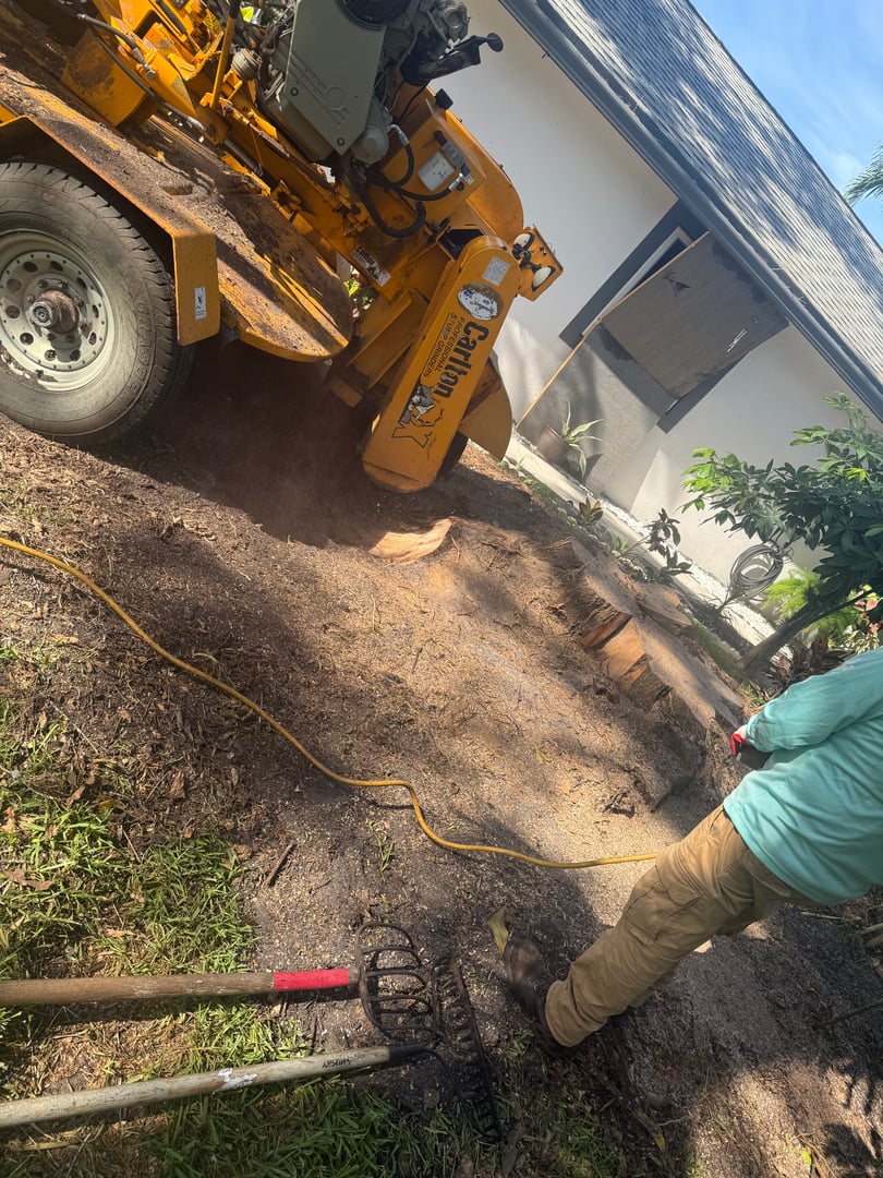 Tree trimming service photo