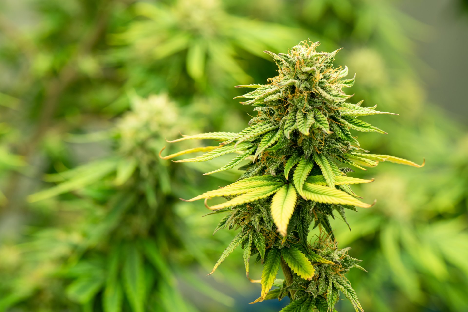 Blooming cannabis ready to be used for extraction into various products medical and food or drink even for entertainment.