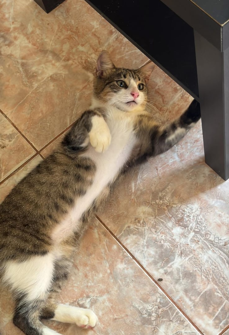 Animal rescatado disponible para adopción