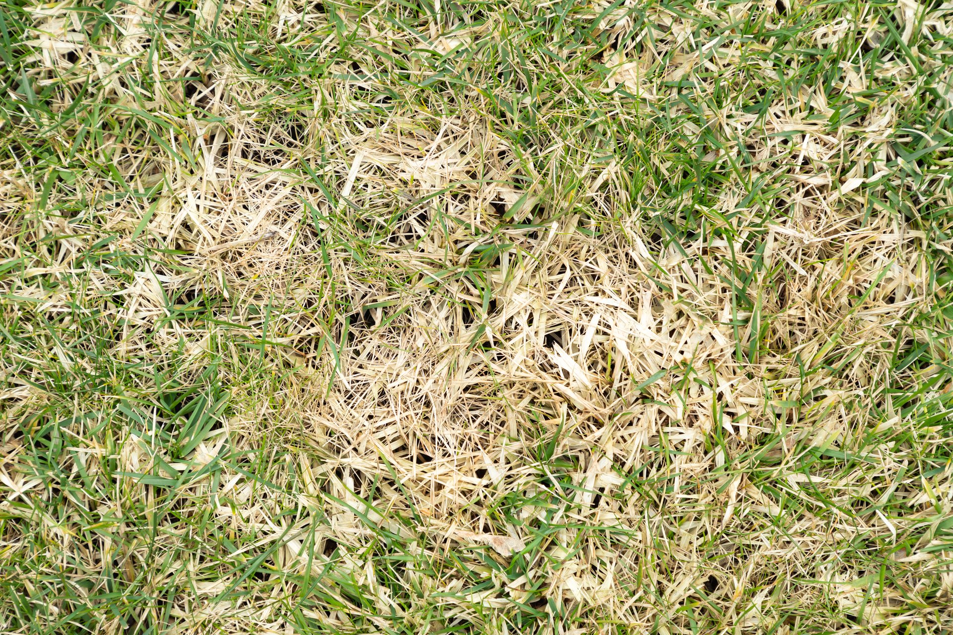 Texture of damaged lawn, grass. Dead grass, dry withered lawn during. Green and yellow grass due to poor maintenance, lack of watering. Dried dying grass without rain for a long time. Landscaping without care.