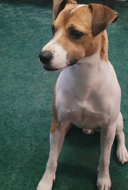 Handsome adult Pancho as a confident Jack Russell Terrier father at Tomlin Farms