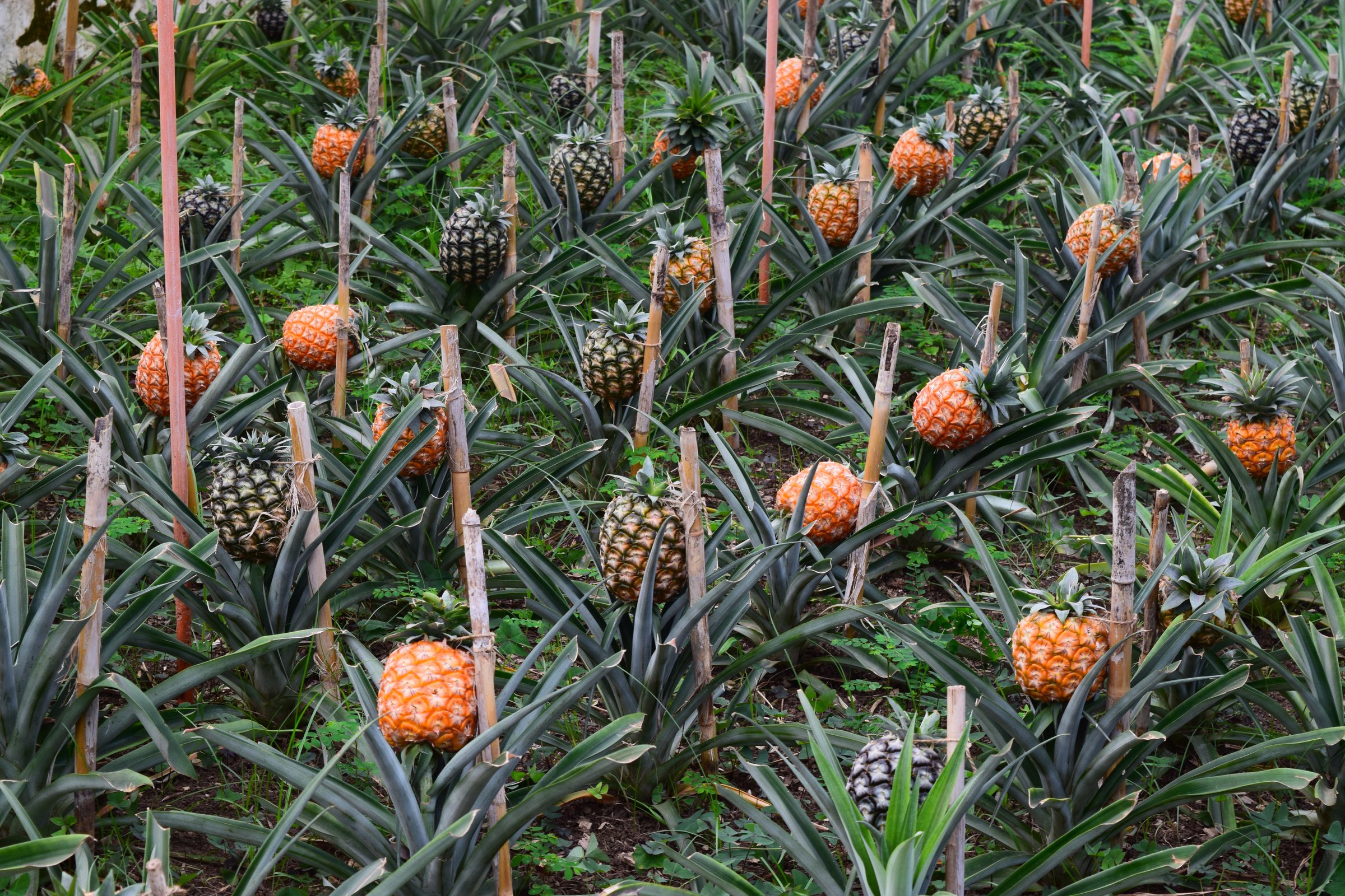 Pineapple fruit growing in rows of plants in pineapple plantation Sao Miguel