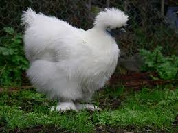 Silkie chicken