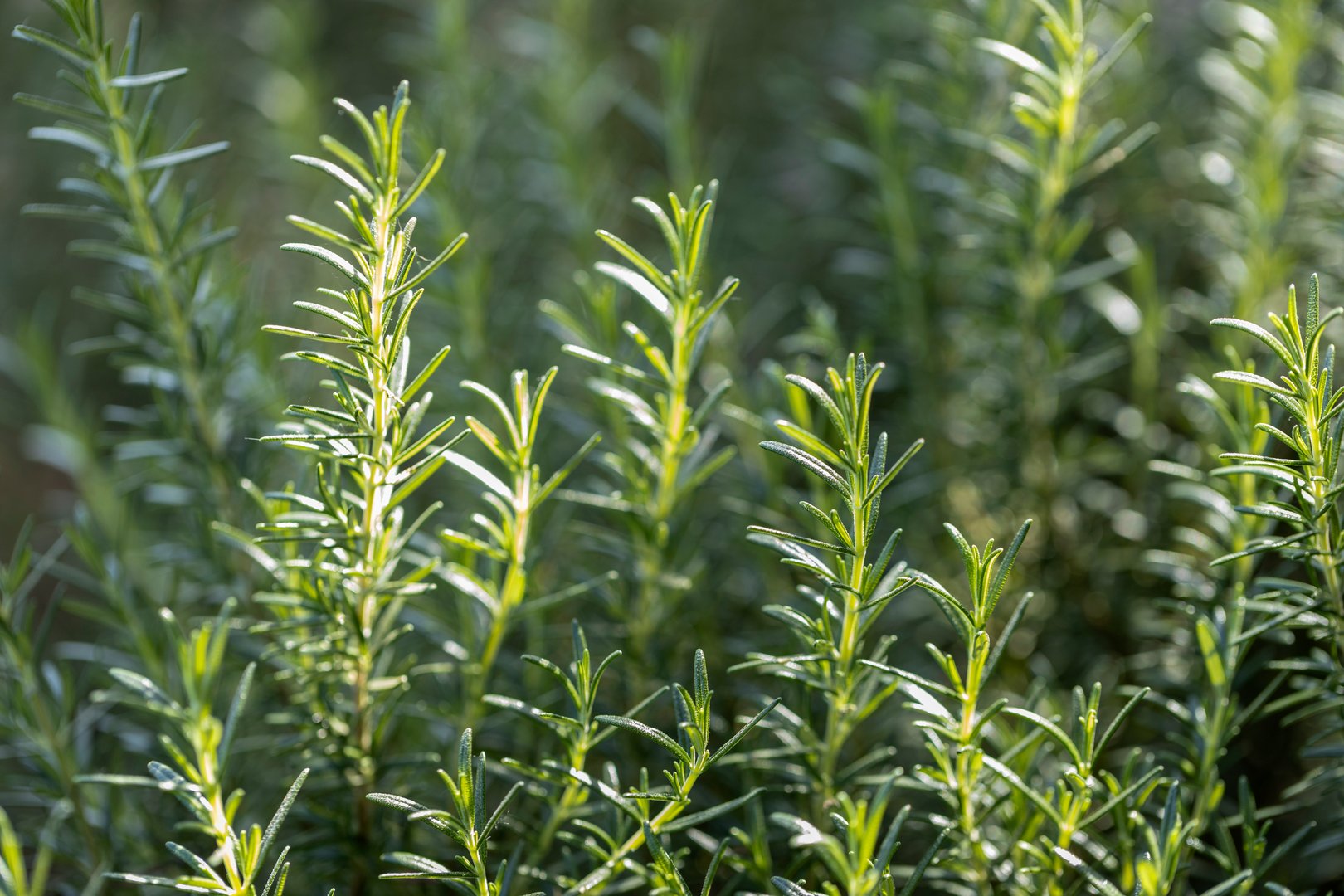 Fresh Rosemary Herb grow outdoor. Rosemary leaves Close-up.