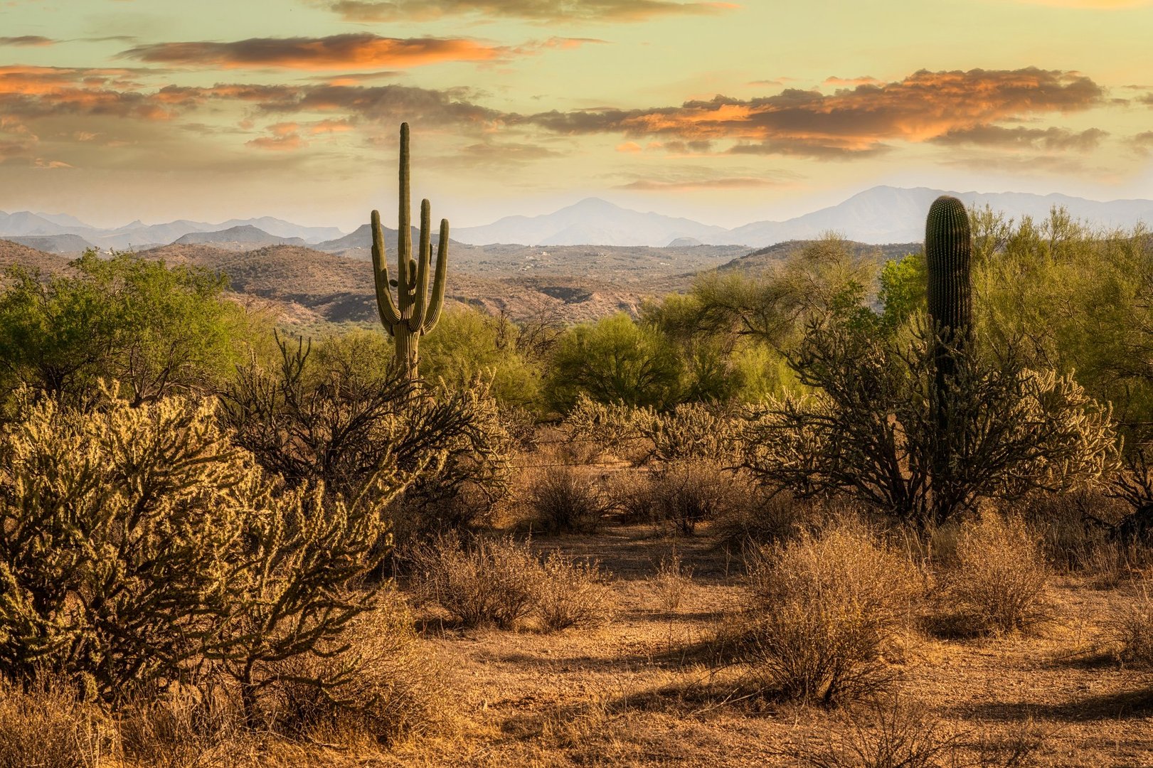 Sunsrt in the Sonoran Desert with Saguaro cactus near Phoenix, Arizona
