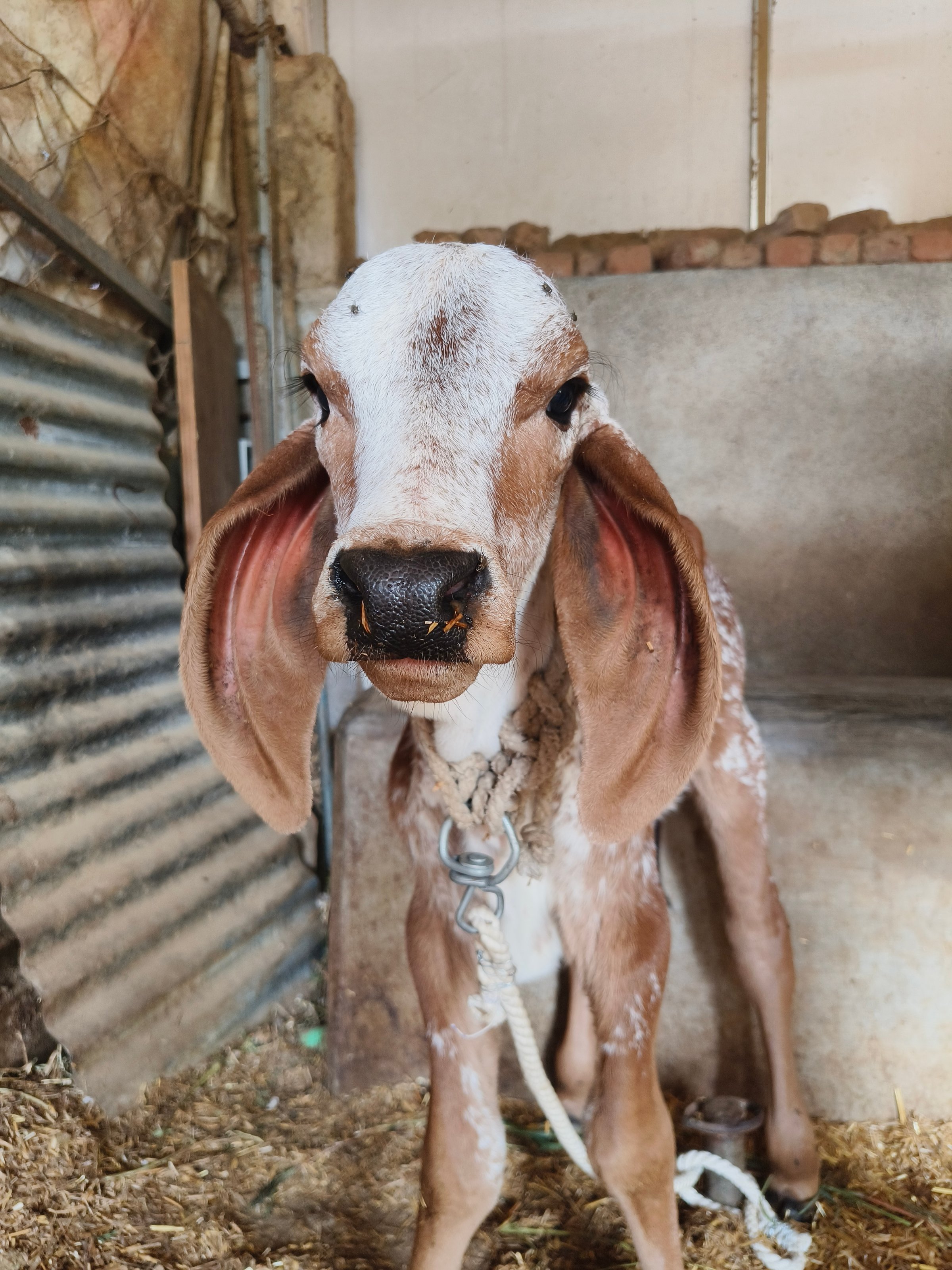 A young Gyr (or Gir) cattle calf stands in a barn, showcasing the breed's unique characteristics: a broad, domed forehead and long, pendulous ears that are folded at the tip.