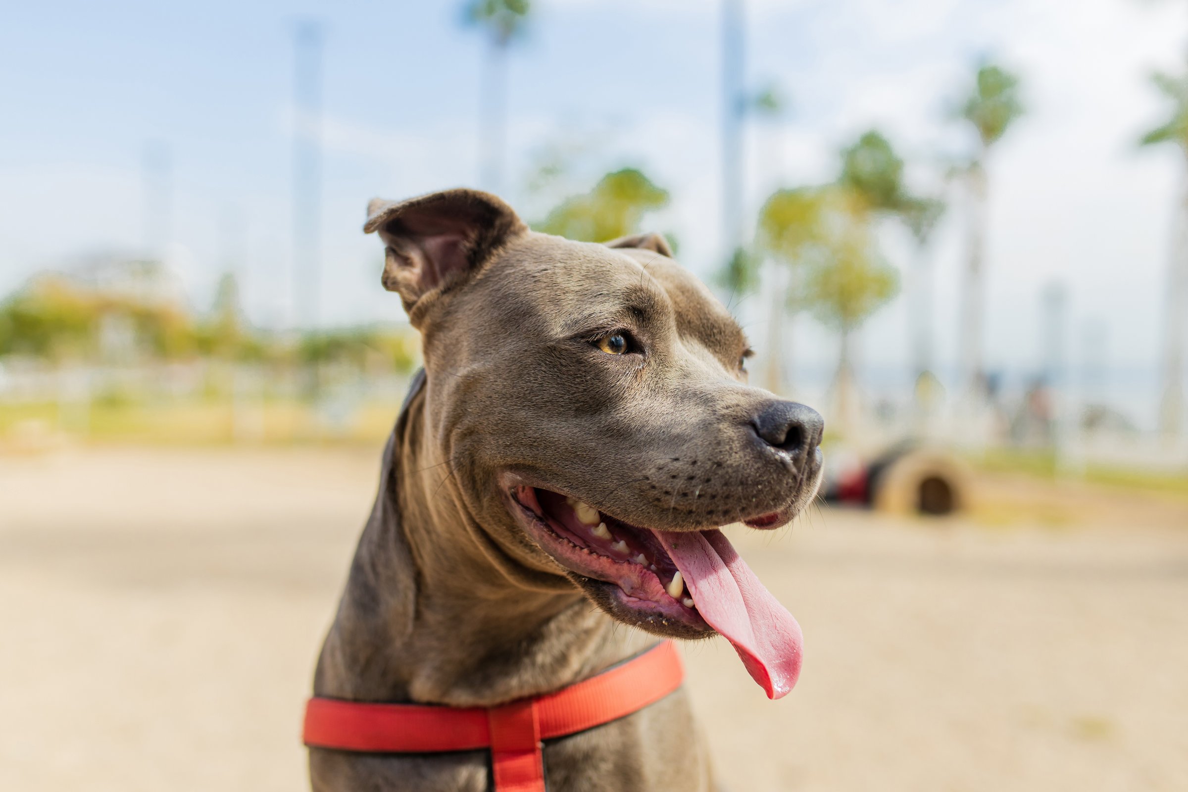 cheerful american staffordshire sitting in sunny park near beach .