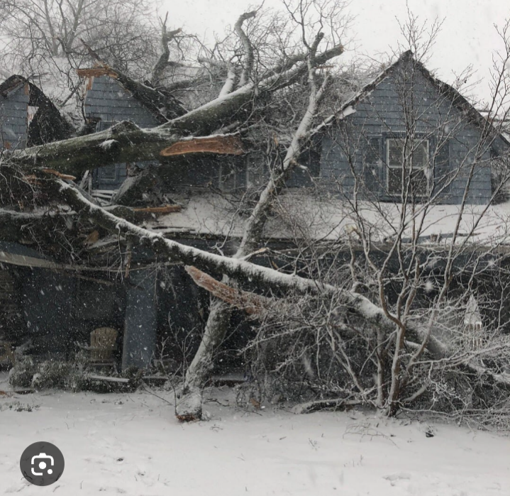 Tree service and landscaping