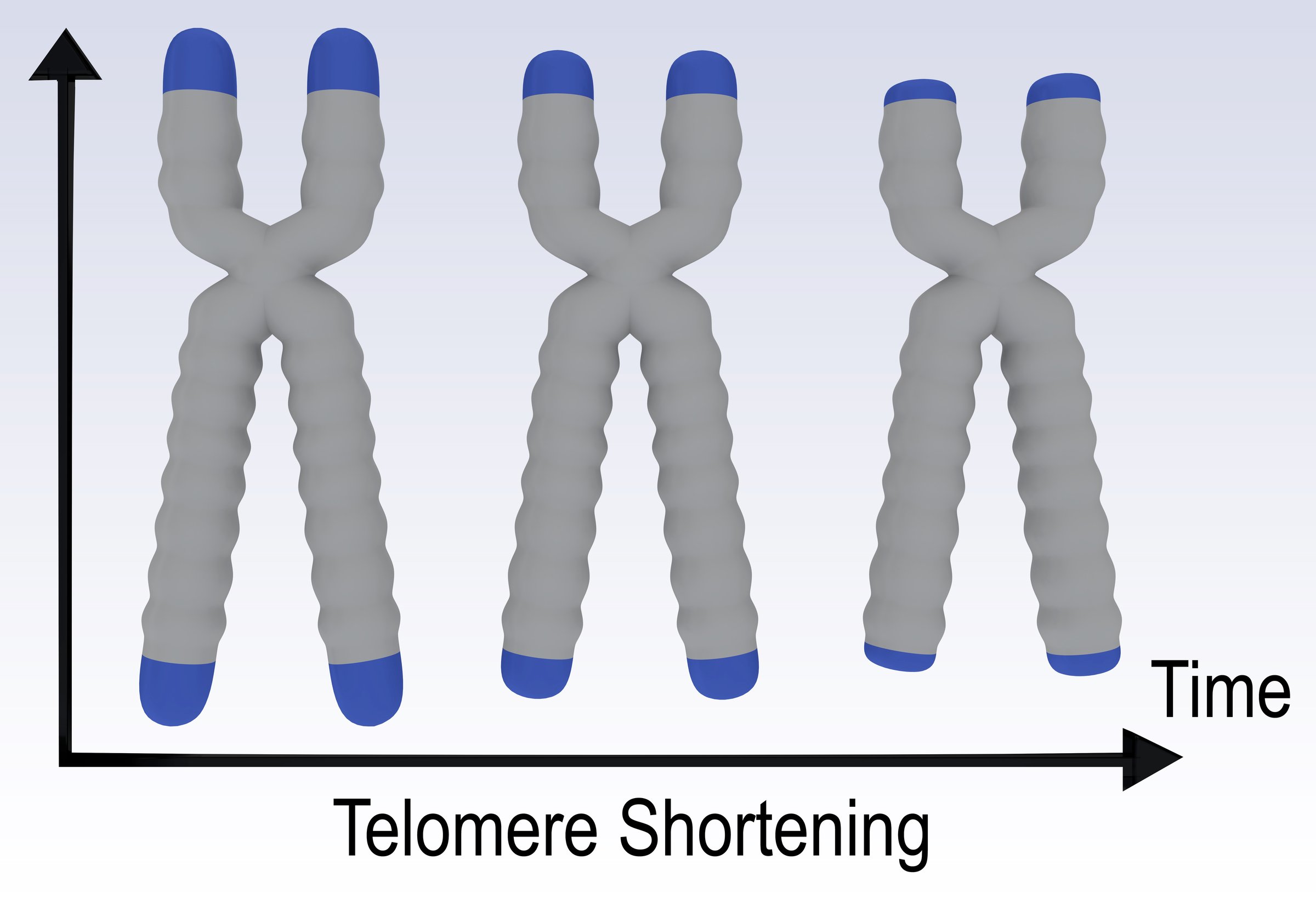 3D illustration of three stages of a chromosome, showing the shortening of a DNA telomere.