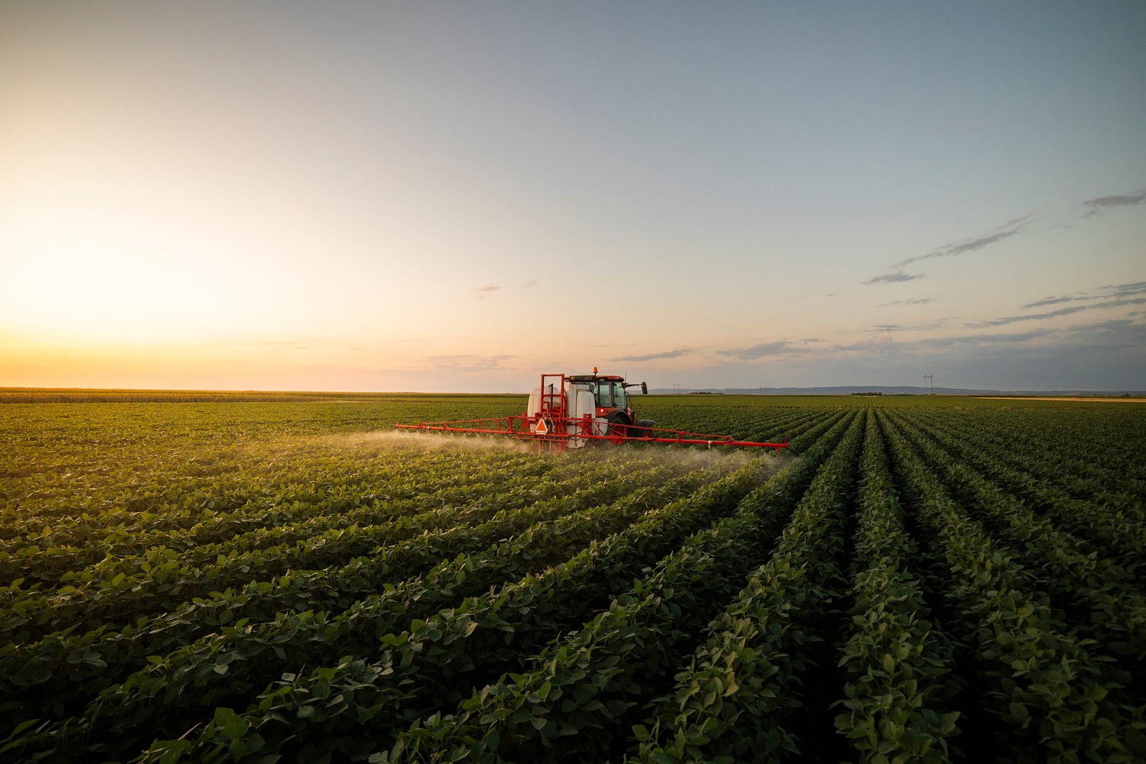 The tractor spraying soy at sunset in a lush green field.