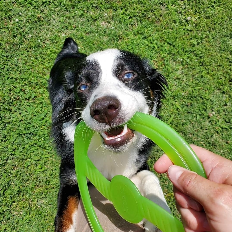 Dog playing at Uptown Pets