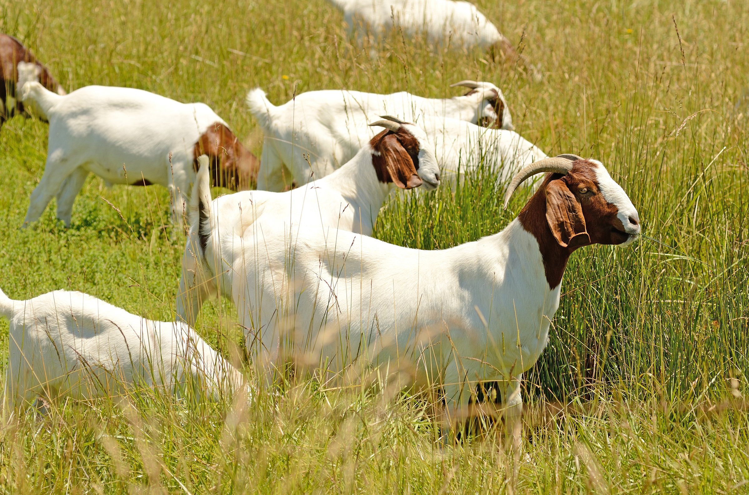 Goats grazing in field