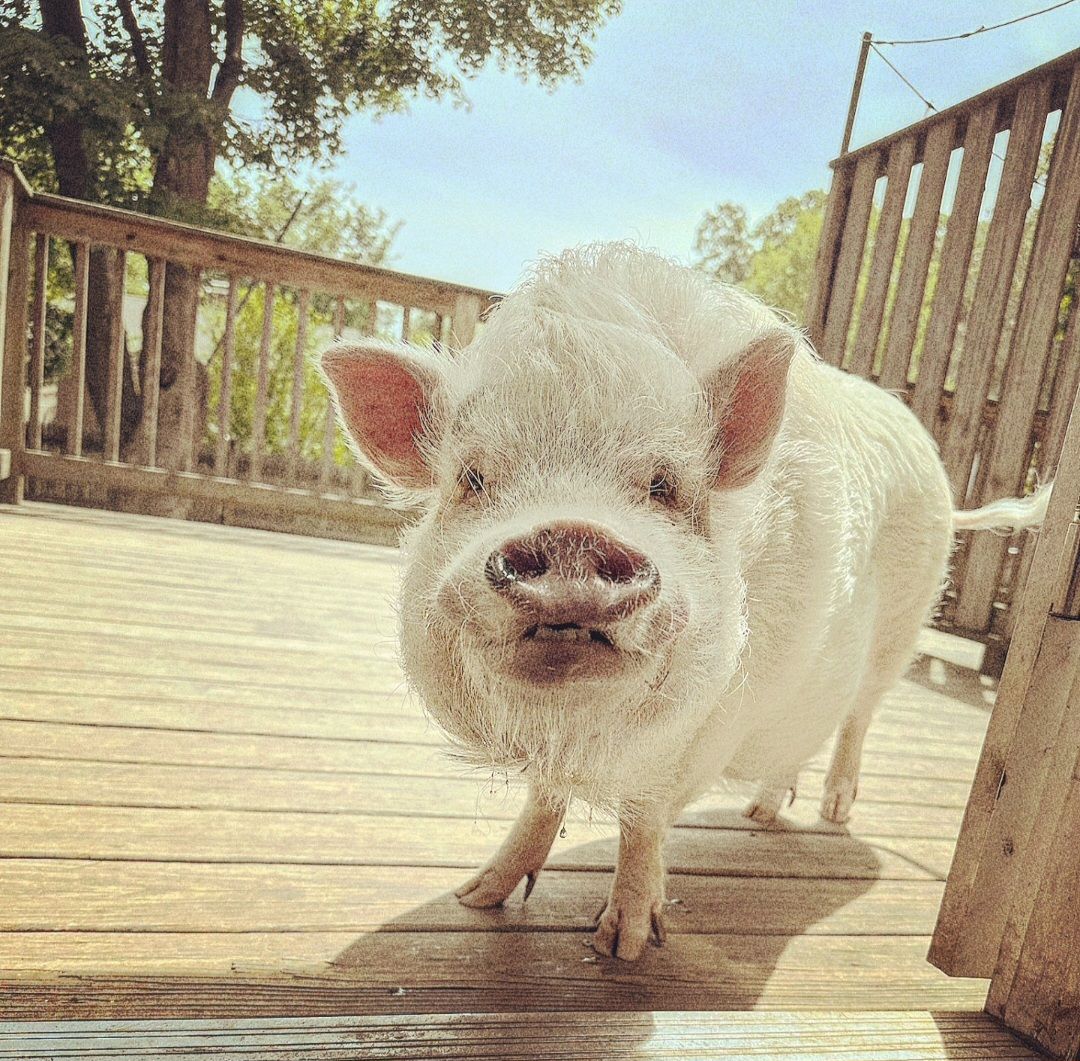 Gilbert the Party Pig
