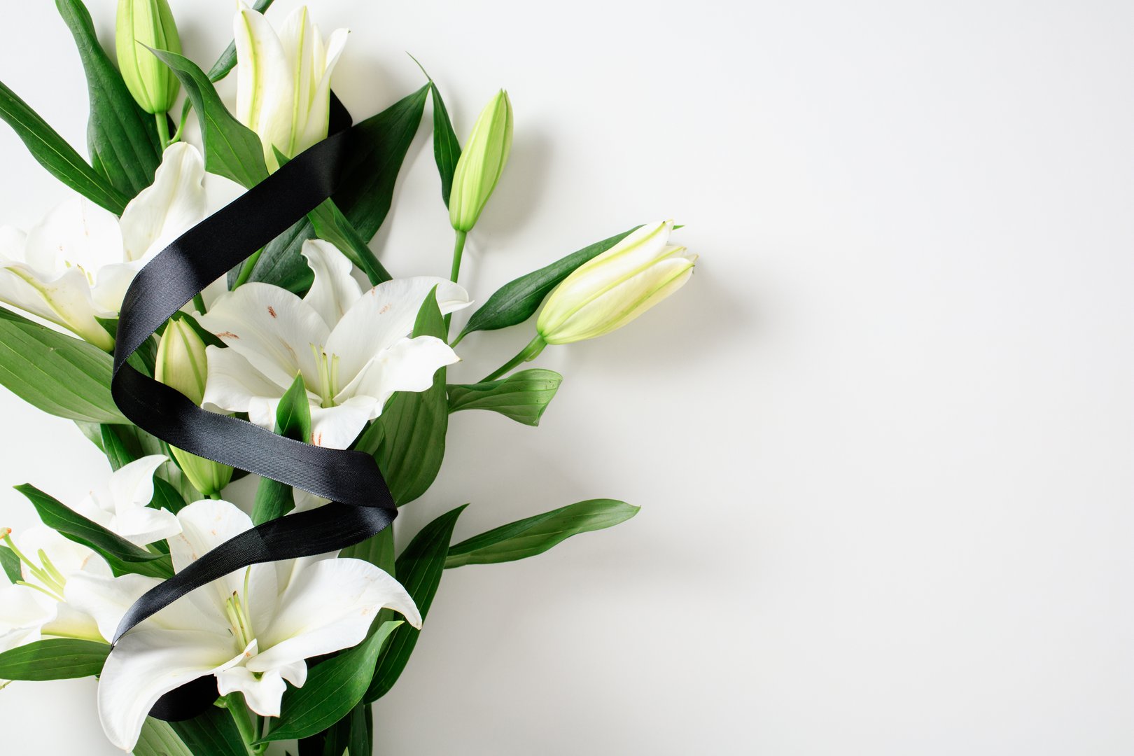 White lily bouquet with black ribbon on white background. Sympathy card design.