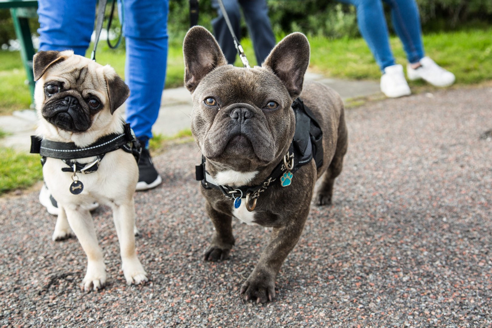 Dog Walking