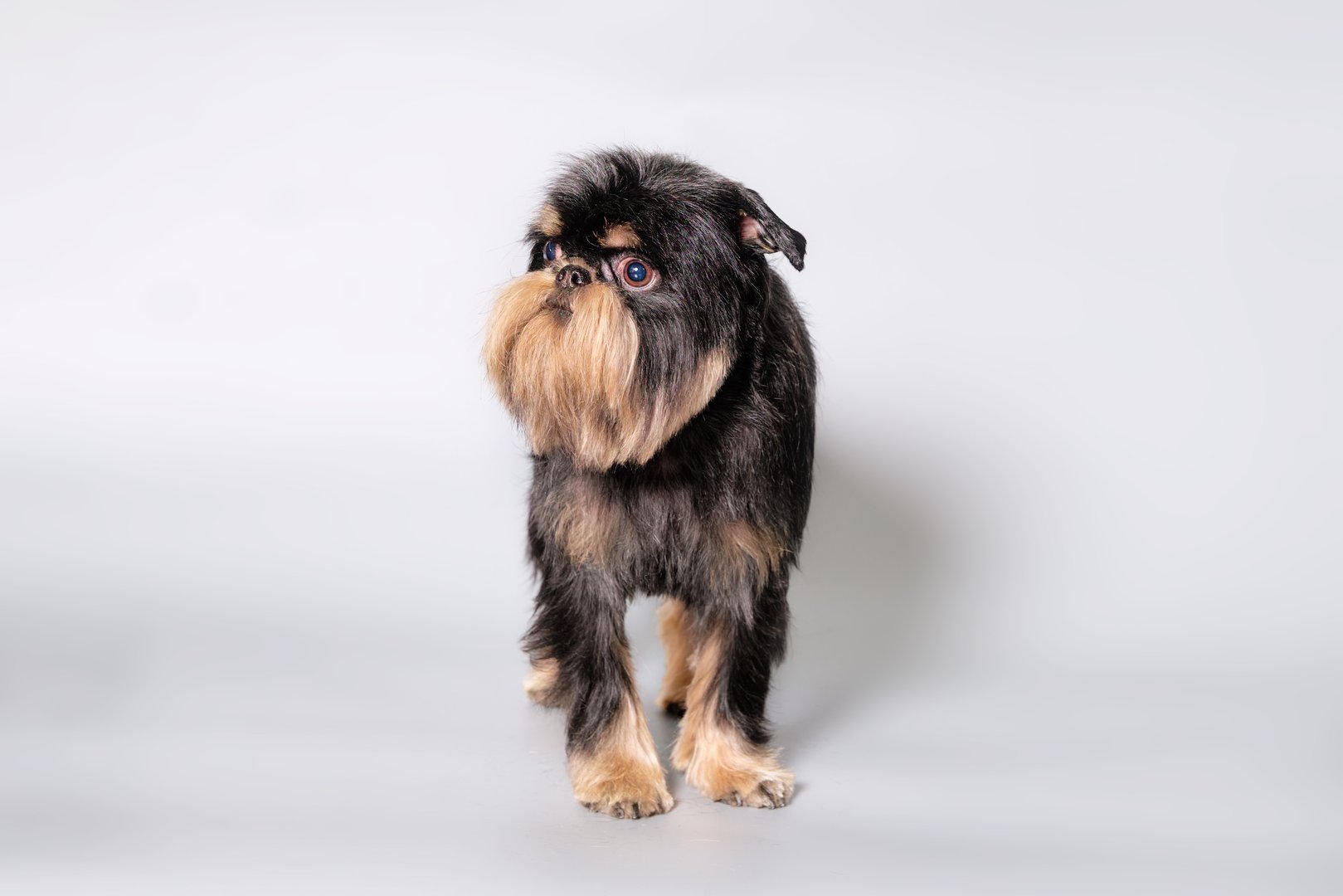 Cute griffon dog on a gray background standing looking away