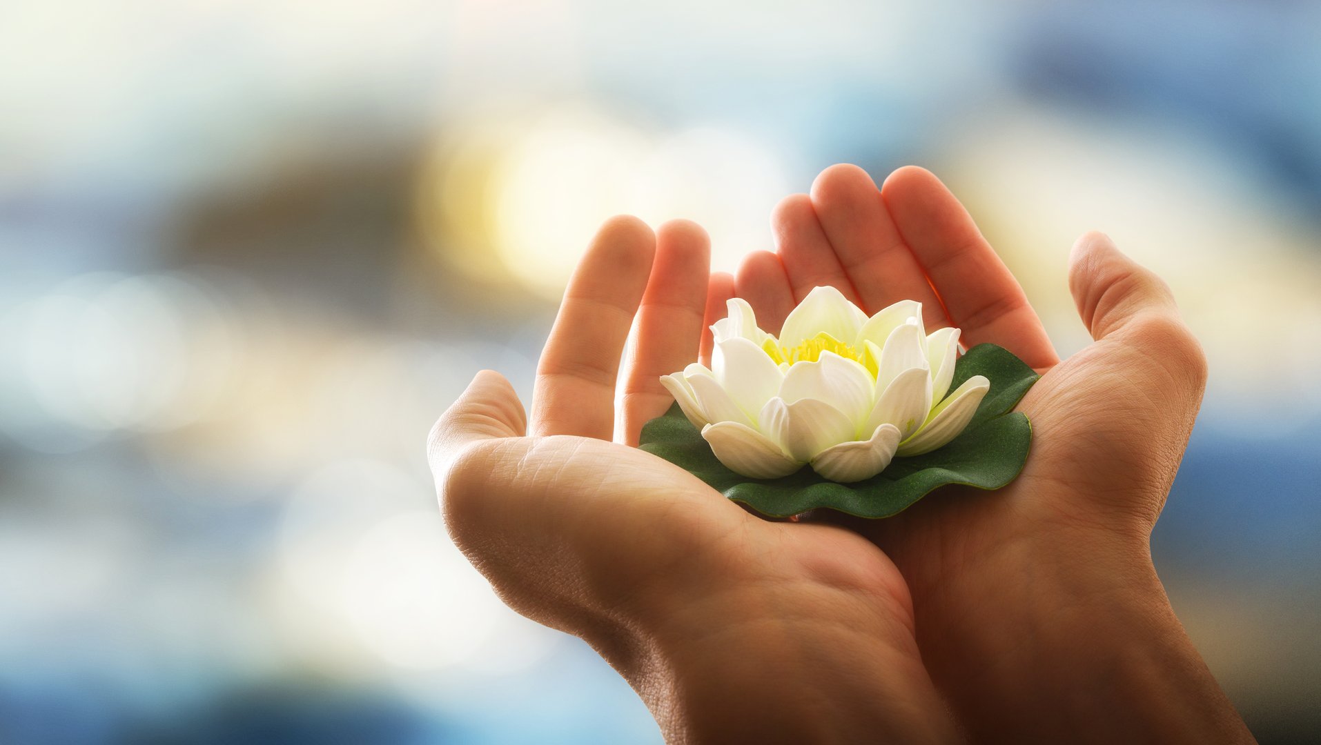 Hands holding a white water lily with water background and sun shine. Concept of purity and well-being.