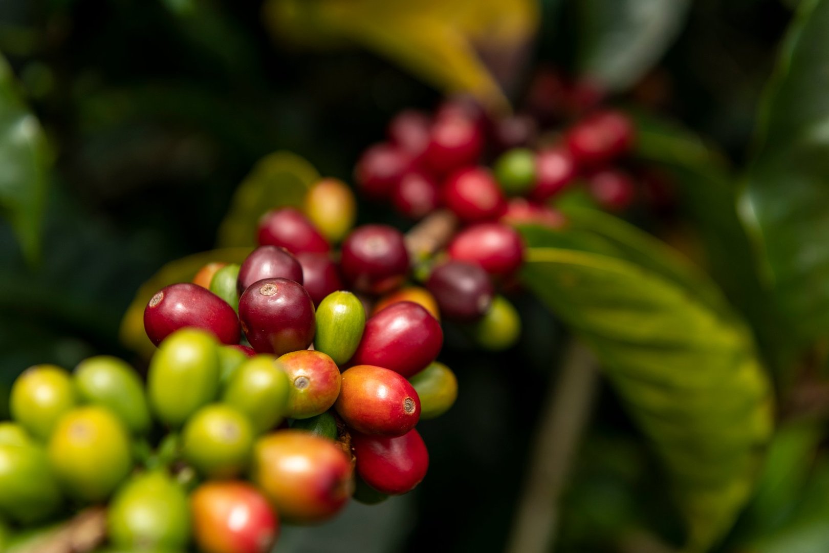 Coffee flavor profile with cherries, lychee, and mango