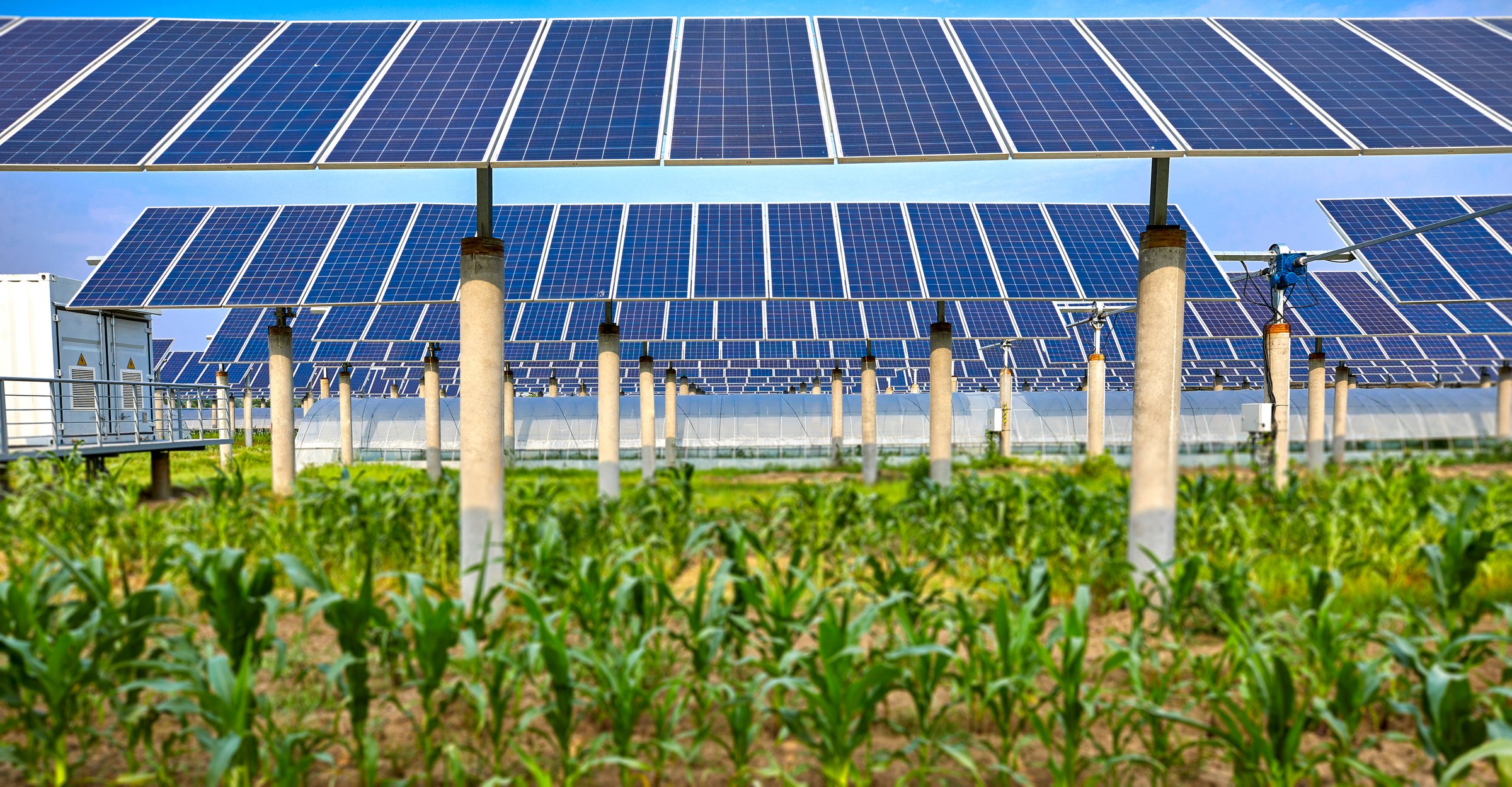 Green plants planted under solar photovoltaic panels