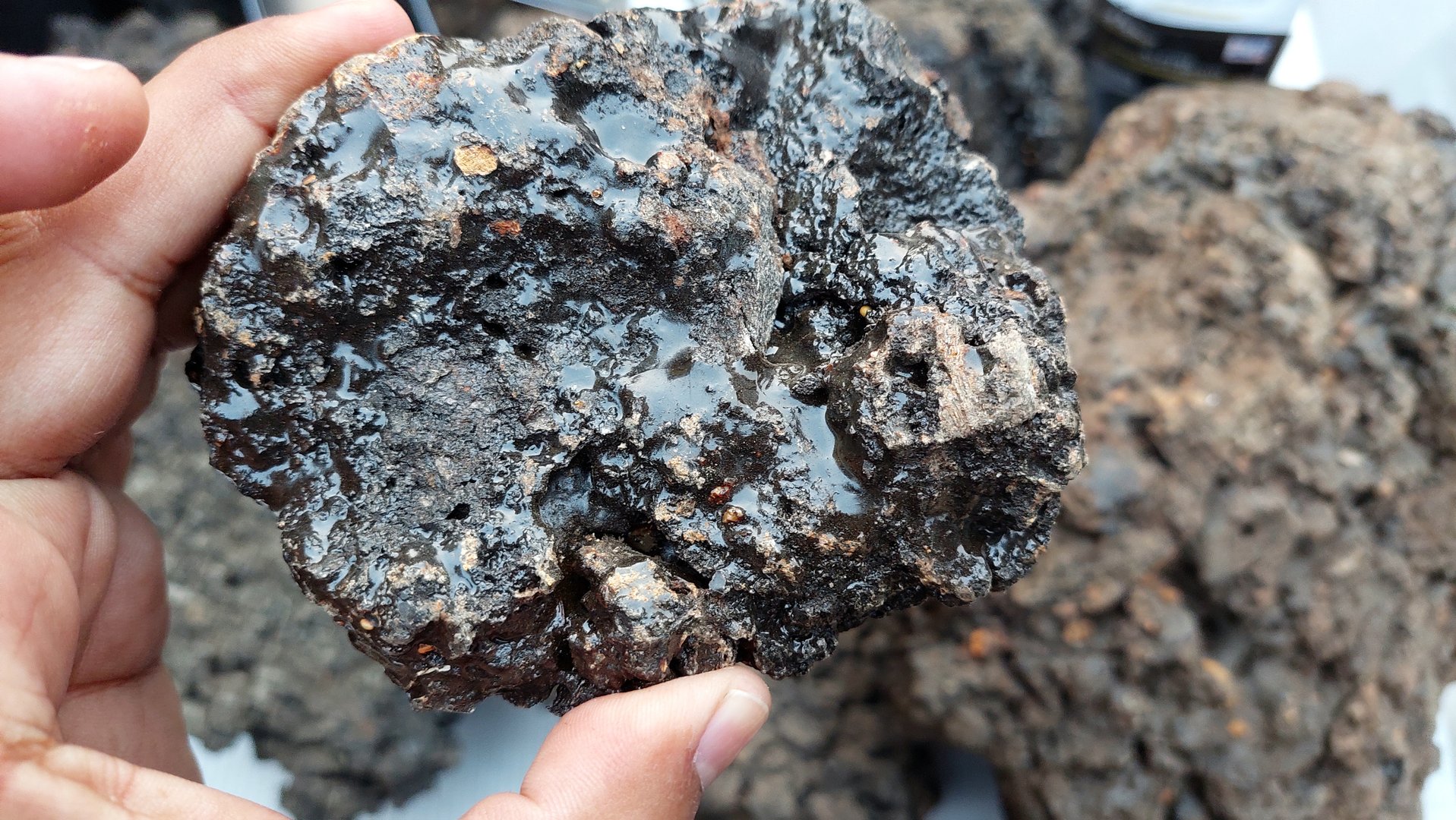 A hand holds a piece of raw Shilajit ore, showcasing its resinous mineral texture. The ore is dark brown with a glossy sheen and uneven surface. It has a rocky, brittle appearance with shiny resin-like patches. The complex texture highlights its natural origin, typically found in mountainous regions. The surrounding area has more pieces of similar ore, emphasizing mineral collection.
