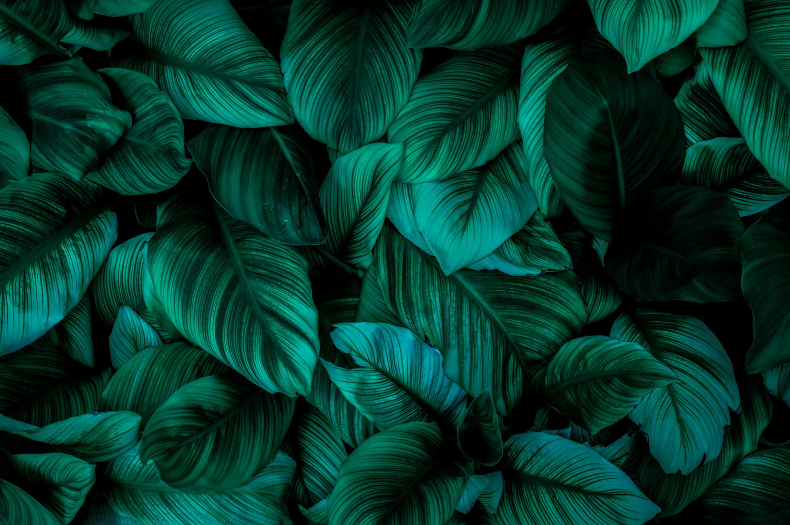 abstract green leaf texture, nature background, tropical leaf