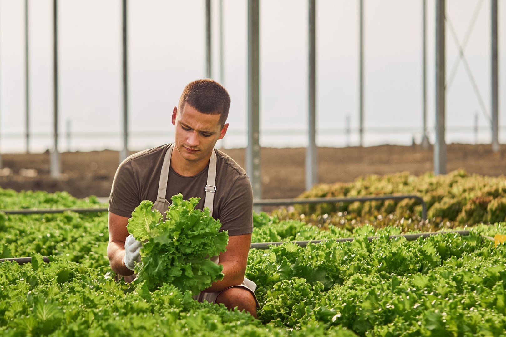A farmer working in a greenhouse, inspecting fresh green lettuce plants surrounded by rows of vibrant produce. Agriculture and farming in a controlled environment promoting sustainable food production