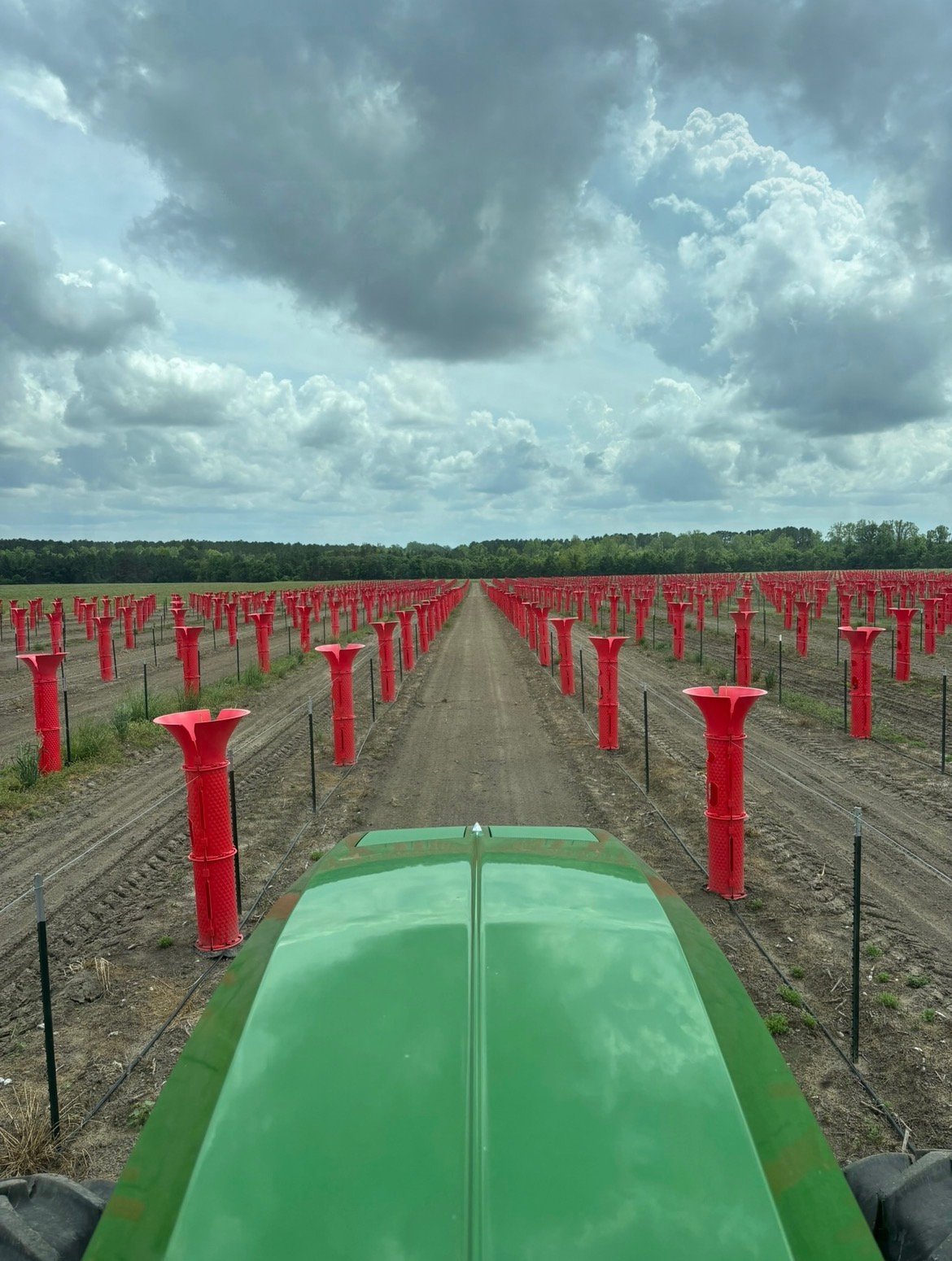 Muscadine grapes in basket