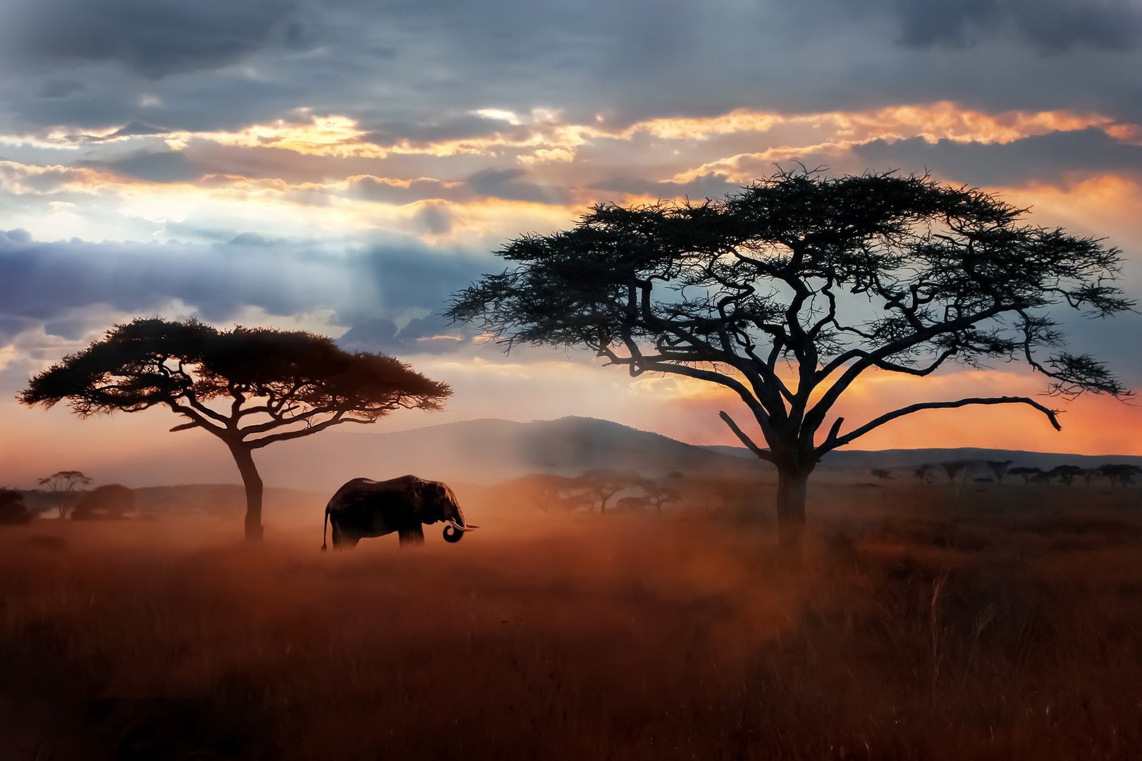 Wild African elephant in the savannah