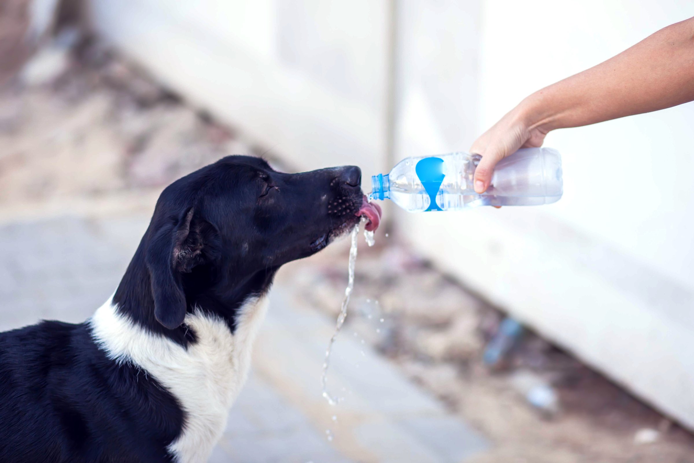 A person gives water to homeless dog at the street. Animal protection and hot weather concept