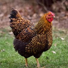 Golden Laced Wyandotte hen