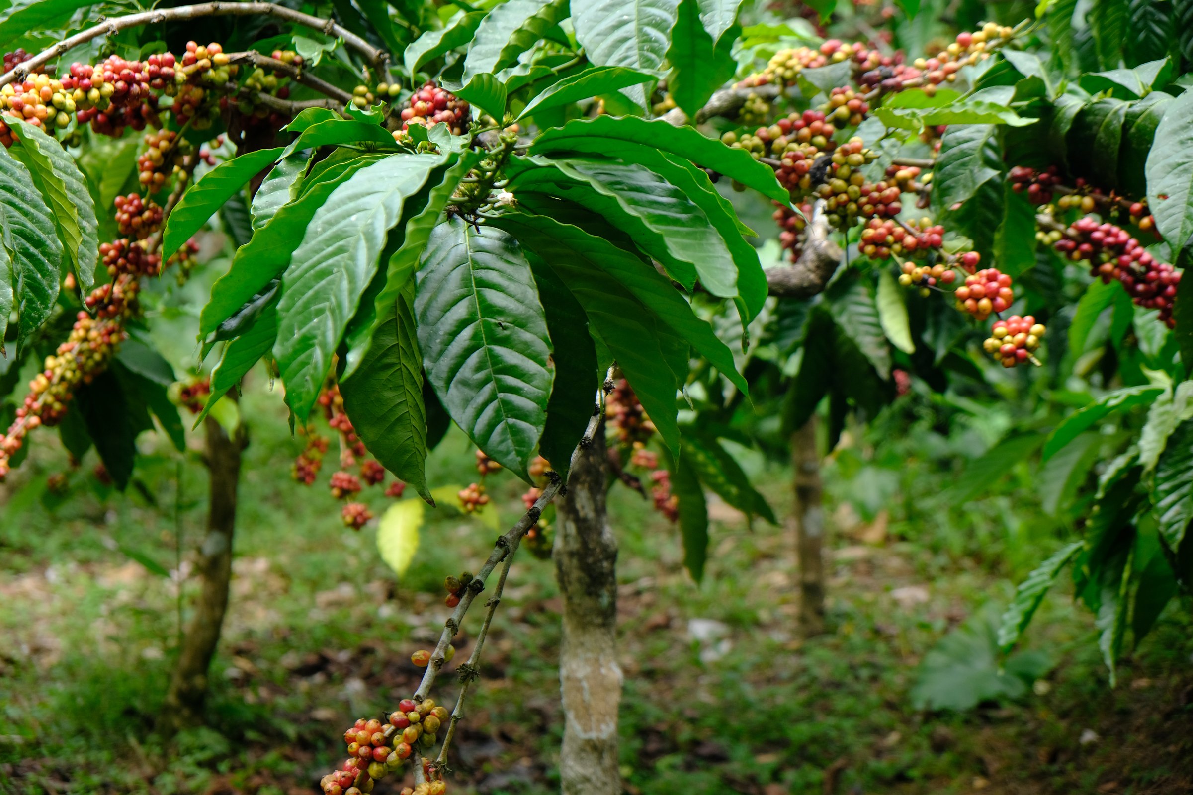 Coffea canephora is a species of coffee plant originating from central and western sub-Saharan Africa. It is a species of flowering plant in the Rubiaceae family.