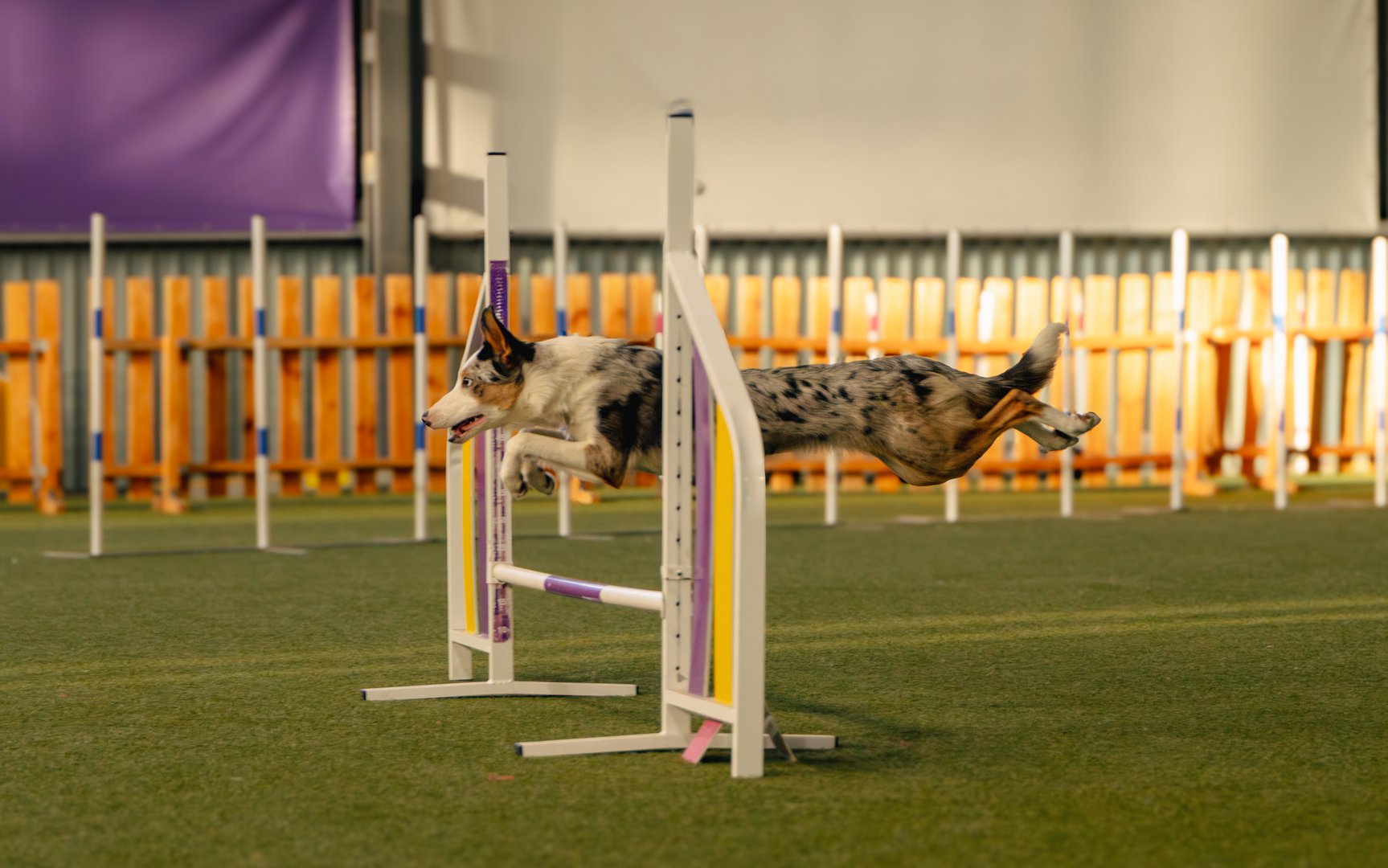 Athletic Border Collie puppy flying beautifully over the jump in dog agility.
