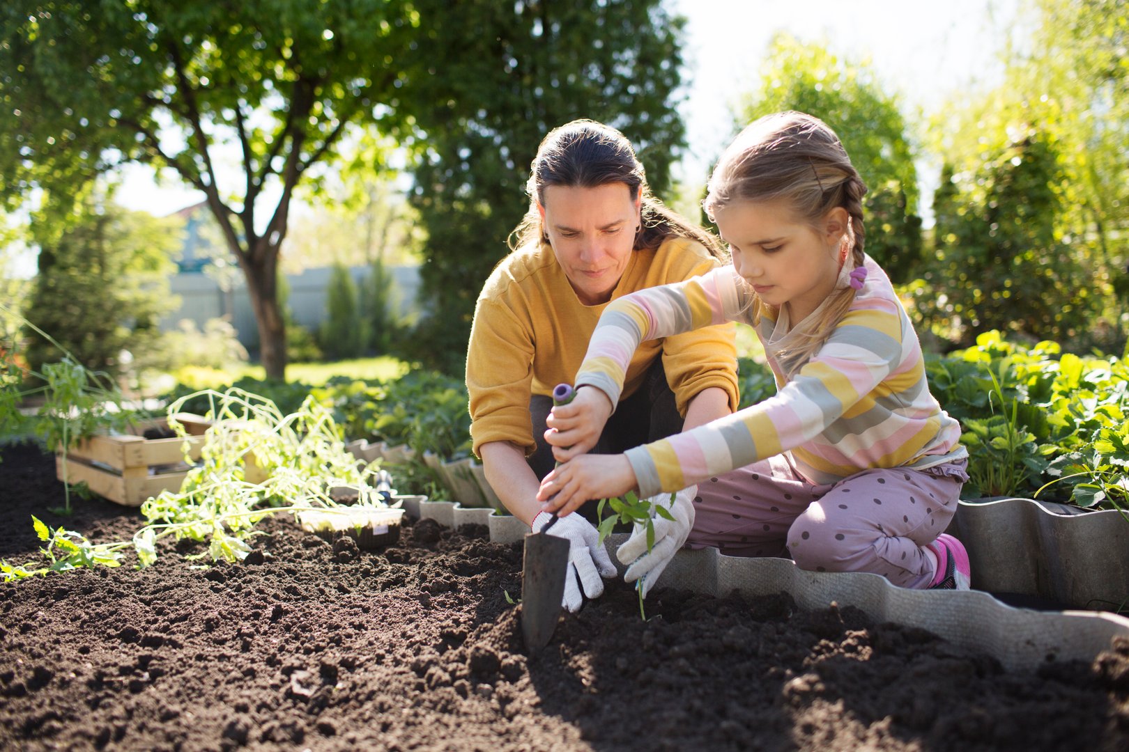 Family mom and two child daughter planting seedling In ground on allotment in garden