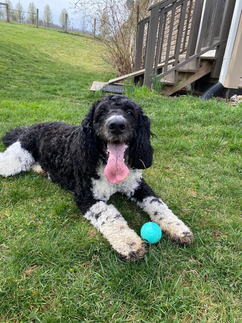 Dog playing in Salt Lake City