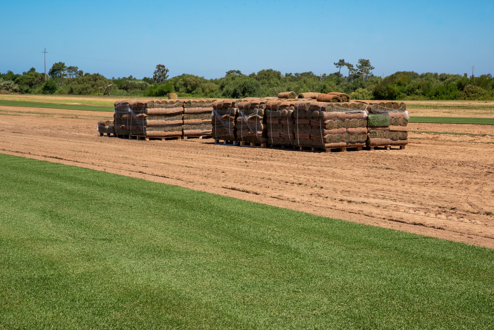 Large-scale natural grass cultivation