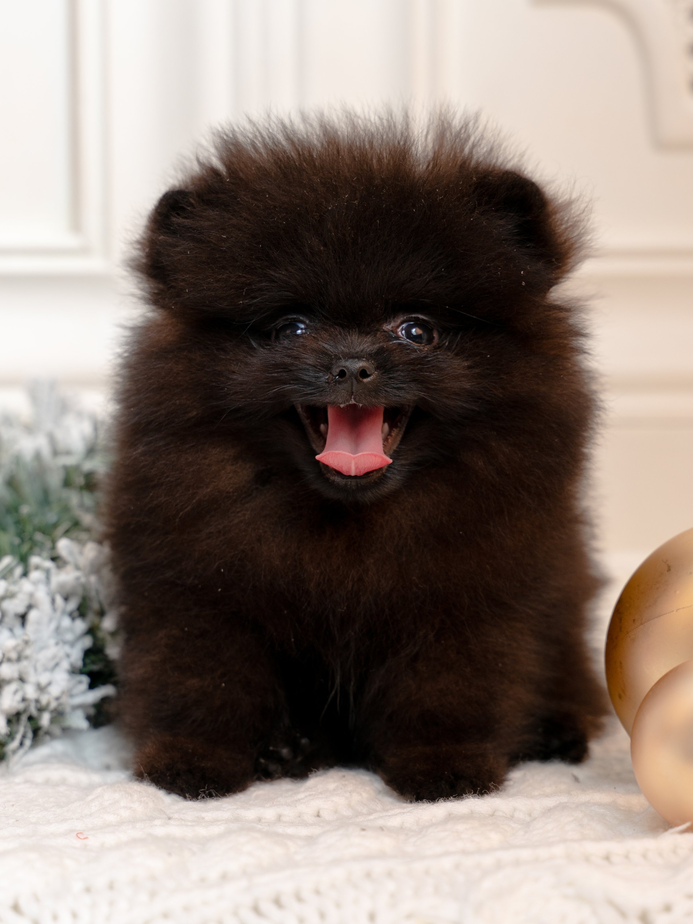Portrait of a smiling black fluffy Pomeranian puppy