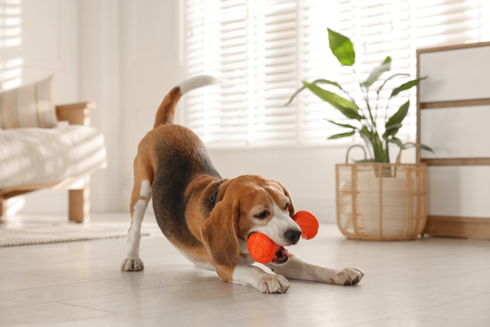 Cute dog playing with toy at home. Adorable pet