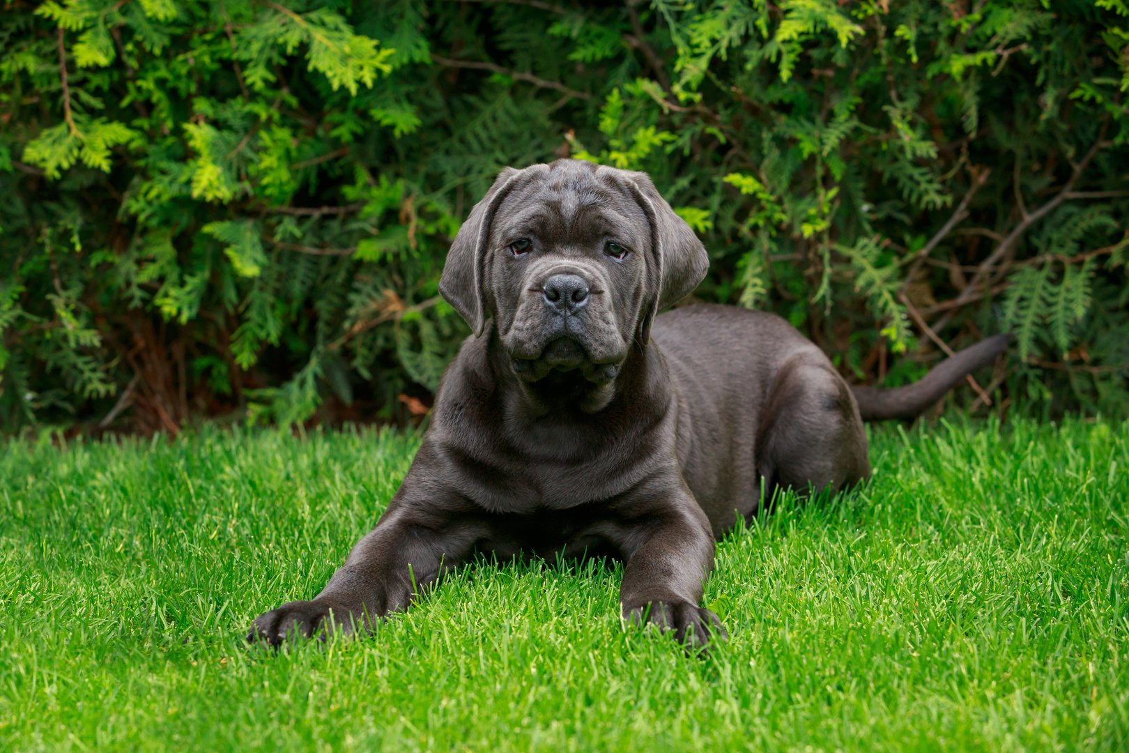 dog Cane Corso Italiano breed in the yard on a green grassy lawn