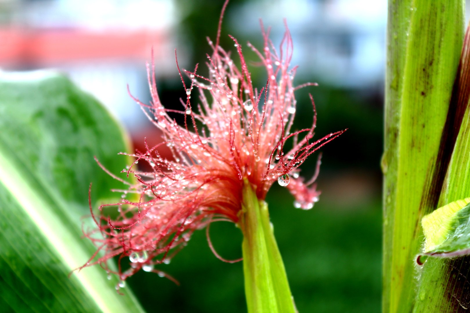 Nepali vegetables