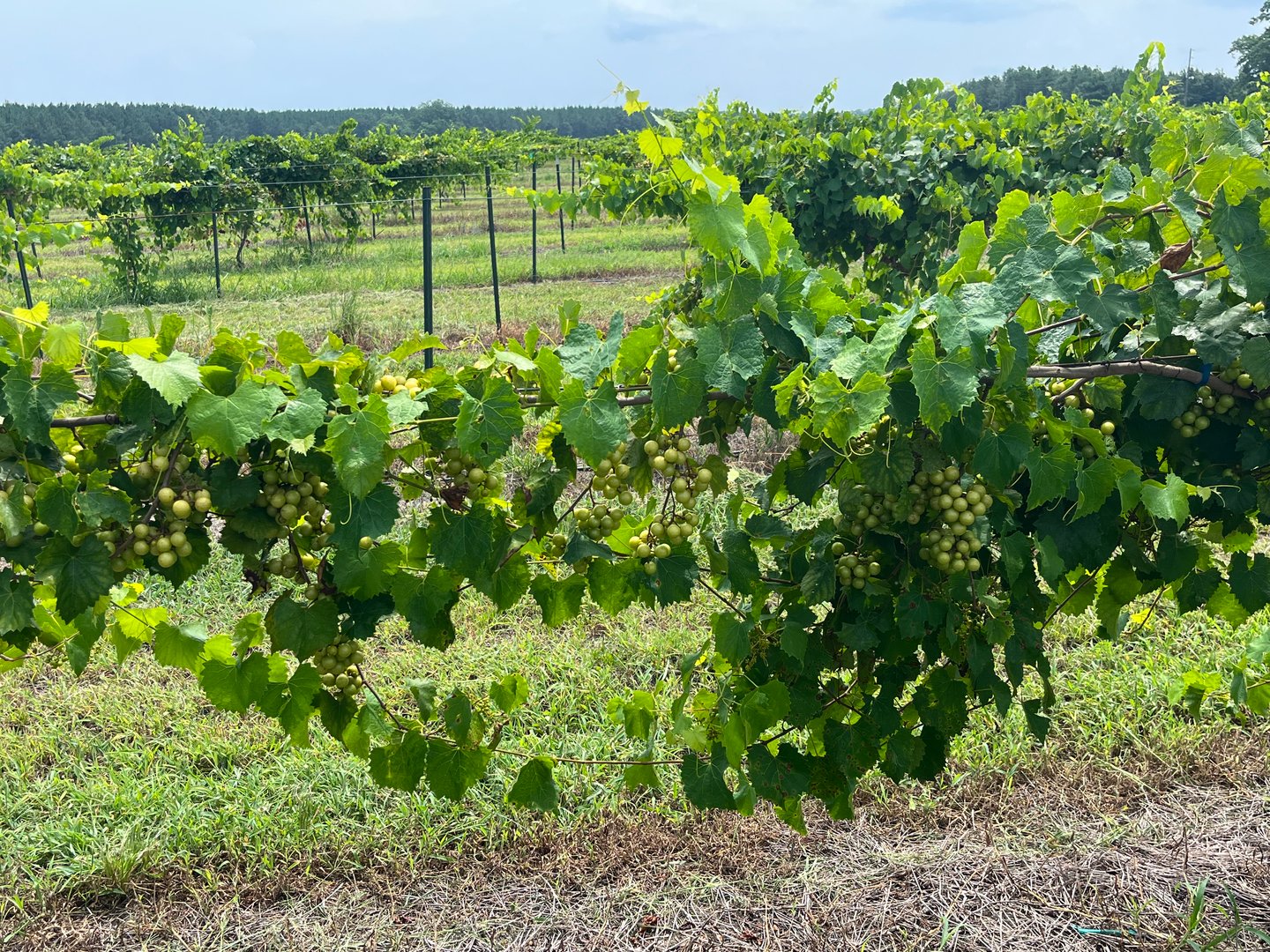 The Good Grape Company muscadine grapes